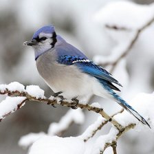 Схема вышивки «Птичка»