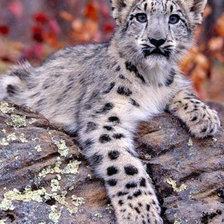 Схема вышивки «№167771»