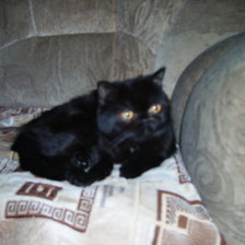 Схема вышивки «филя»