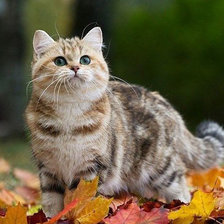 Схема вышивки «№167828»