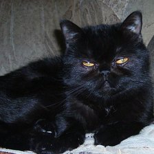 Схема вышивки «филя-2»