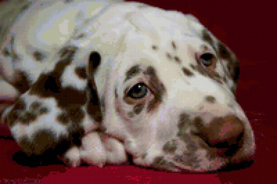 ТОСКА - предпросмотр