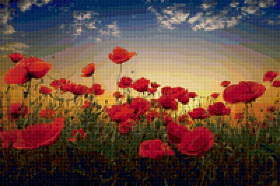 Цветы - природа, пейзаж, поля, цветы - предпросмотр