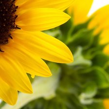 Схема вышивки «Цветы»