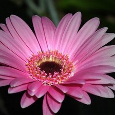 Схема вышивки «Цветок»