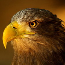 Схема вышивки «Орел»