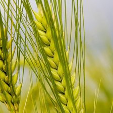 Схема вышивки «Колосья»