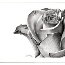 Схема вышивки «роза»