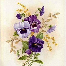 анютины глазки