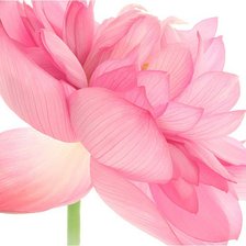 Схема вышивки «лотос»