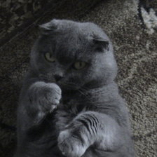 Схема вышивки «Британская, вислоухая»