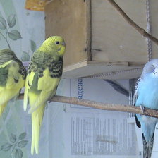 Попугай-Степа