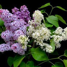 Схема вышивки «сирень»