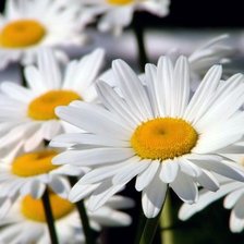 Схема вышивки «№168237»