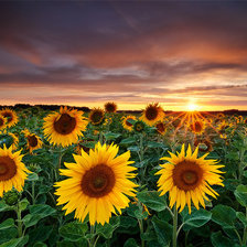 Схема вышивки «Подсолнухи»