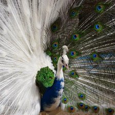 Схема вышивки «павлин»