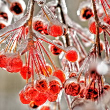 Схема вышивки «Калина»