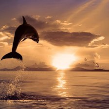 Схема вышивки «дельфин»