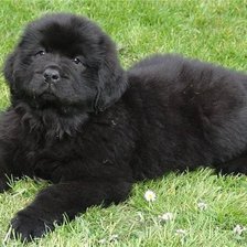 Схема вышивки «Песик»