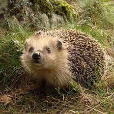 Схема вышивки «Ёжик»