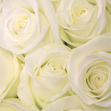 Схема вышивки «РОЗЫ-НЕЖНОСТЬ»