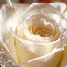 Схема вышивки «БЕЛАЯ РОЗА В РОСЕ»