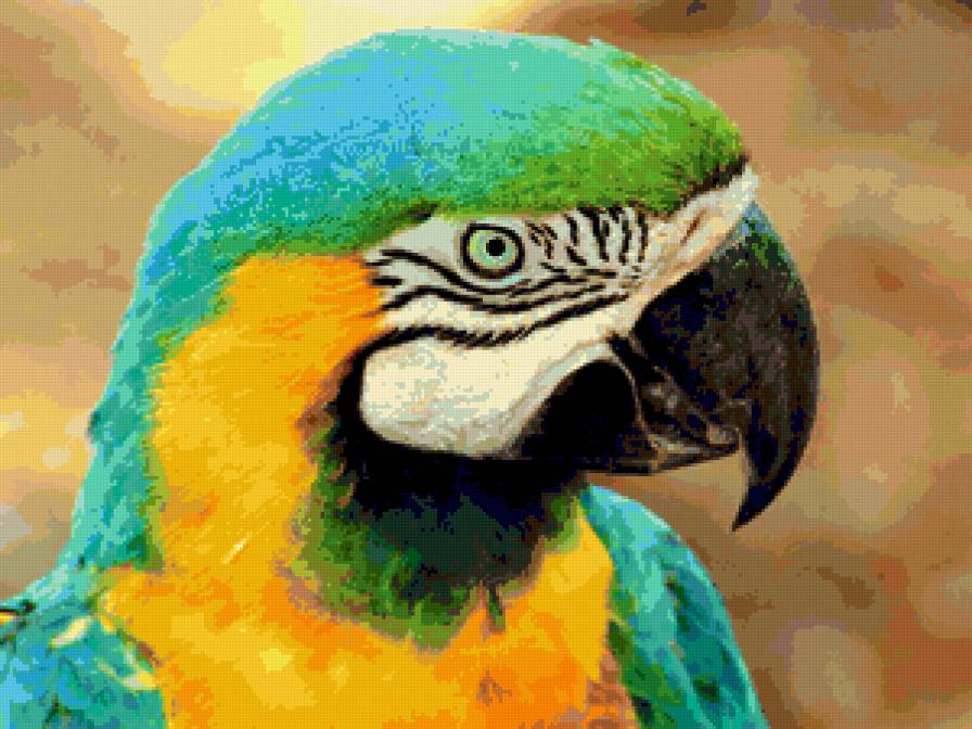 Ара попугай - предпросмотр