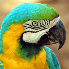 Ара попугай