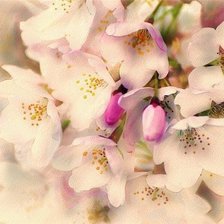 Схема вышивки «цветущая яблоня»