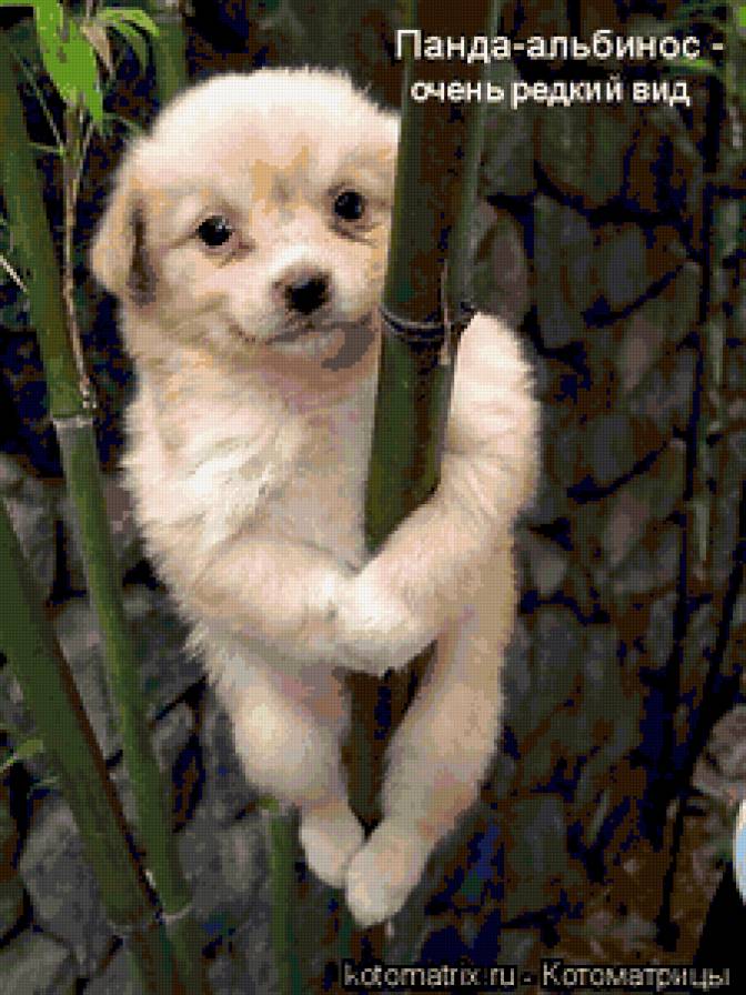 Прикол - юмор - предпросмотр