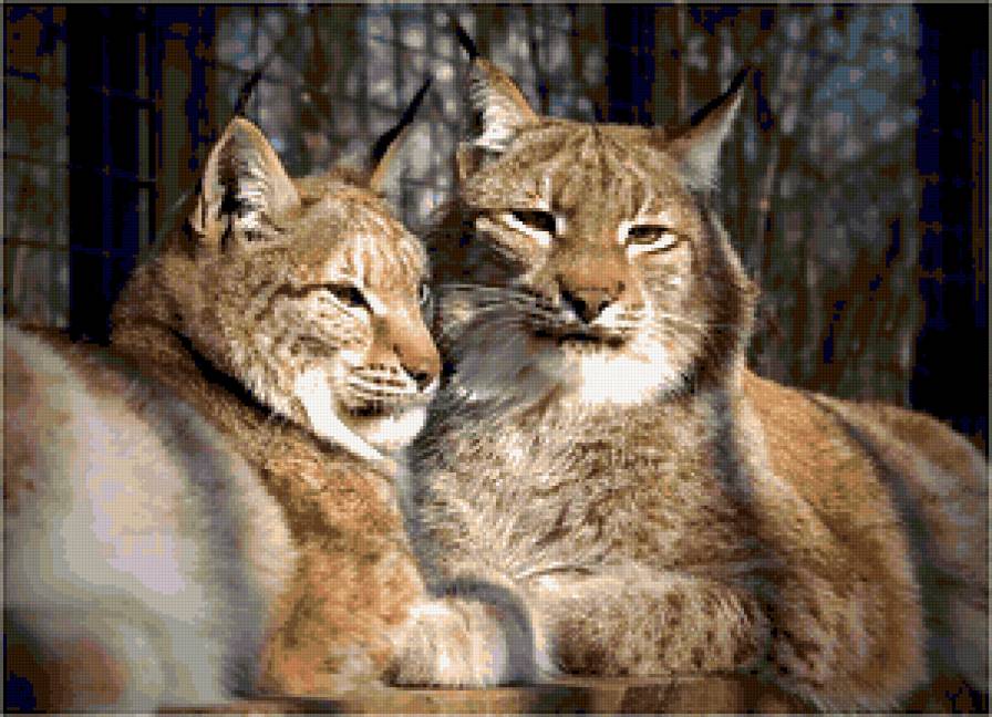 Серия "Большие кошки" - животные, кошки, рыси - предпросмотр