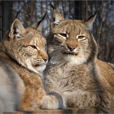 Схема вышивки «Серия "Большие кошки"»