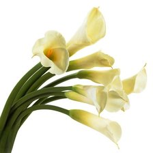 Схема вышивки «каллы. букет»