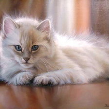 КОТИК ПУШОК