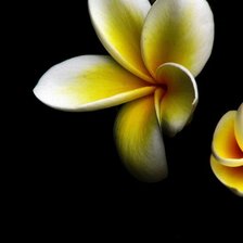 Схема вышивки «орхидея 1»