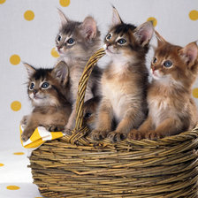 Схема вышивки «котята в корзинке 2»