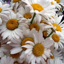 Схема вышивки «ромашки»