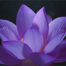 Схема вышивки «лотос»