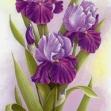 Схема вышивки «ирисы»
