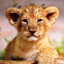 Схема вышивки «львенок»