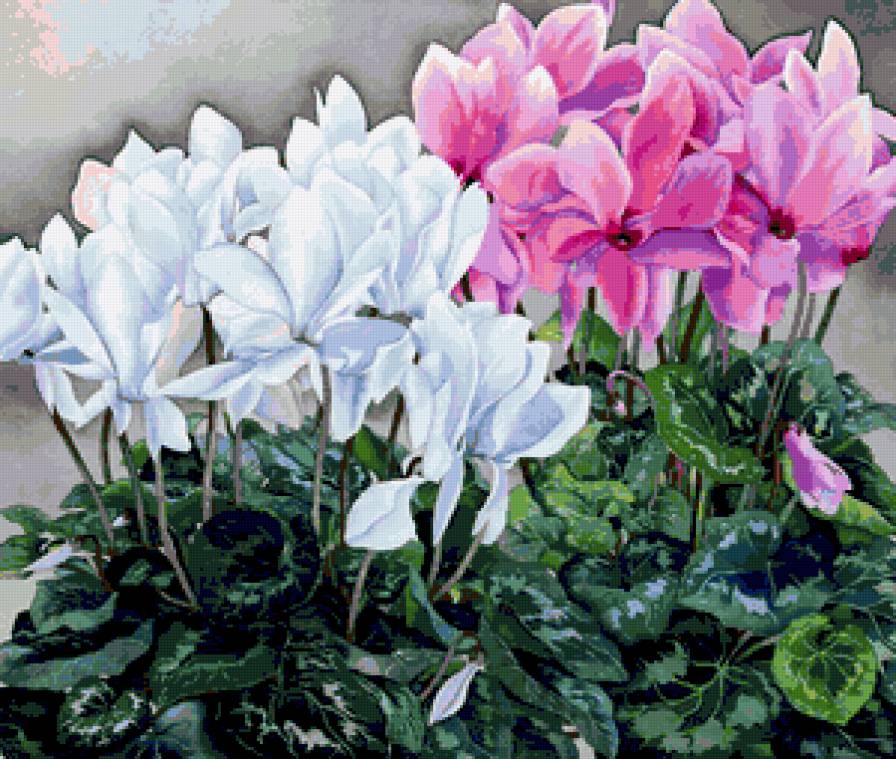 Серия "Букет" - цветы, букет, цикломен - предпросмотр