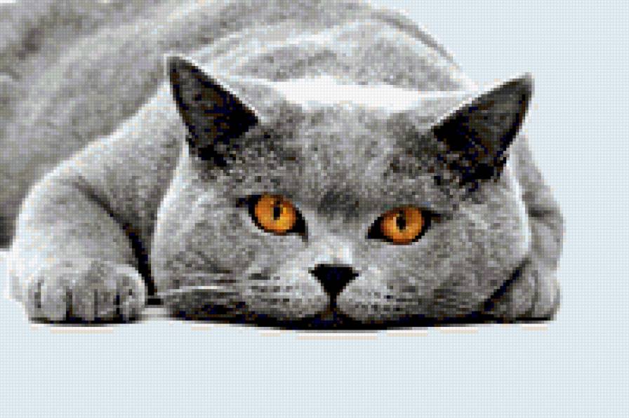 Котик - кошки, животные - предпросмотр