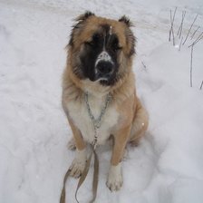 Схема вышивки «снежный кавказец»