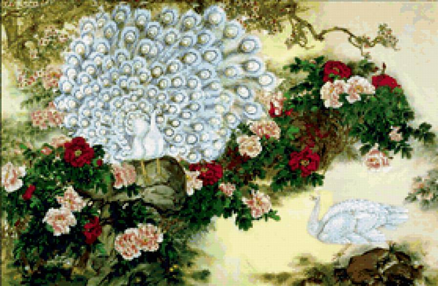 павлин - павлин - предпросмотр