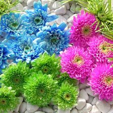 Схема вышивки «хризантемы»