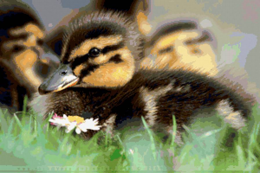 утенок - птицы, утки - предпросмотр