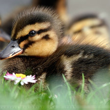 Схема вышивки «утенок»