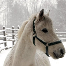 Схема вышивки «лошадь»