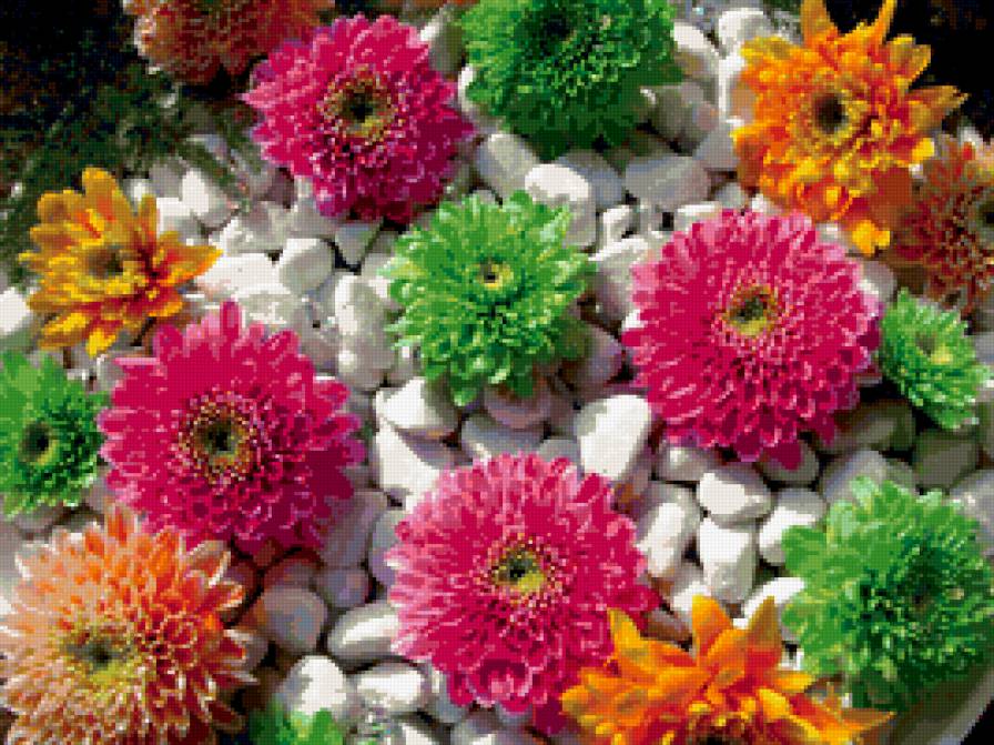 хризантемы - хризантемы, цветы - предпросмотр