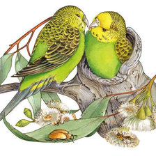 Схема вышивки «Попугаи»